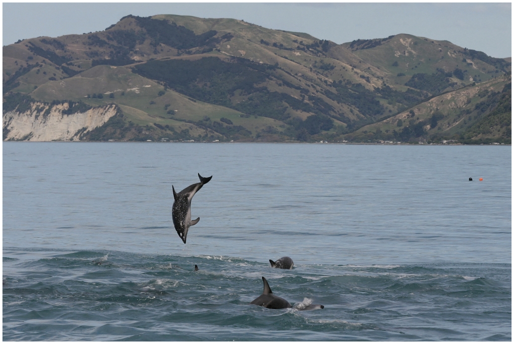 14 - Kaikoura (40).jpg